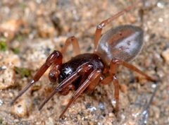 Trachelas pacificus by (c) Marshal Hedin, some rights reserved (CC BY). Used under a CC-BY license.