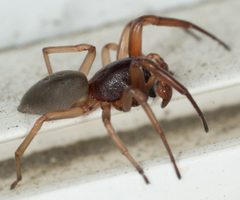 Trachelas pacificus by no rights reserved, uploaded by Jesse Rorabaugh. Used under a CC0 license.