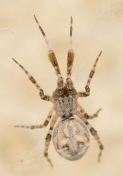 Uloboridae by no rights reserved, uploaded by Jesse Rorabaugh. Used under a CC0 license.