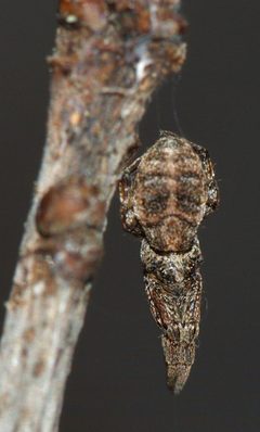 Uloboridae by (c) portioid, some rights reserved (CC BY), uploaded by portioid. Used under a CC-BY license.