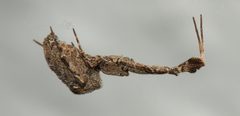 Uloboridae by (c) portioid, some rights reserved (CC BY), uploaded by portioid. Used under a CC-BY license.