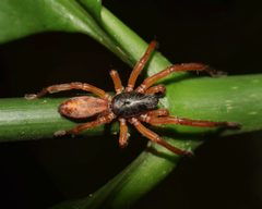 Zodariidae by (c) Sunčana Bradley, some rights reserved (CC BY), uploaded by Sunčana Bradley. Used under a CC-BY license.