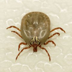 Amblyomma triste by (c) Katja Schulz, some rights reserved (CC BY). Used under a CC-BY license.