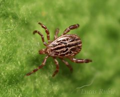 Amblyomma triste by (c) Lucas Rubio, some rights reserved (CC BY), uploaded by Lucas Rubio. Used under a CC-BY license.