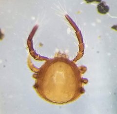 Antennophorina by (c) Toby, some rights reserved (CC BY), uploaded by Toby. Used under a CC-BY license.