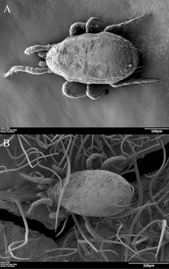 Neoseiulus by (c)
Lin, G., Guertin, C., Di Paolo, SA. et al., some rights reserved (CC BY). Used under a CC-BY license.