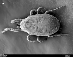 Neoseiulus by (c)
Lin, G., Guertin, C., Di Paolo, SA. et al., some rights reserved (CC BY). Used under a CC-BY license.