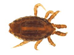 Trachytidae by (c) Ethan Yeoman, some rights reserved (CC BY), uploaded by Ethan Yeoman. Used under a CC-BY license.