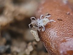 Opilioacaridae by no rights reserved, uploaded by Theo Summer. Used under a CC0 license.