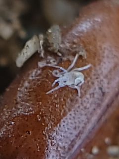 Opilioacaridae by no rights reserved, uploaded by Theo Summer. Used under a CC0 license.