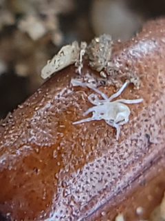 Opilioacaridae by no rights reserved, uploaded by Theo Summer. Used under a CC0 license.