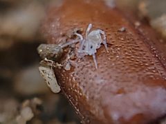 Opilioacaridae by no rights reserved, uploaded by Theo Summer. Used under a CC0 license.