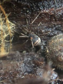 Hesperonemastoma modestum by (c) Jared Shorma, some rights reserved (CC BY), uploaded by Jared Shorma. Used under a CC-BY license.