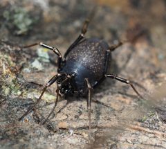 Phalangiidae by (c) carnifex, some rights reserved (CC BY), uploaded by carnifex. Used under a CC-BY license.