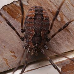 Hadrobunus maculosus by (c) Nick Abbate, some rights reserved (CC BY), uploaded by Nick Abbate. Used under a CC-BY license.