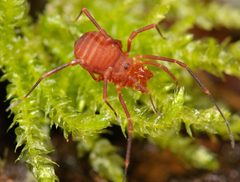 Sclerobunus by (c) Marshal Hedin, some rights reserved (CC BY). Used under a CC-BY license.