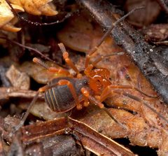 Sclerobunus robustus by (c) Marshal Hedin, some rights reserved (CC BY). Used under a CC-BY license.