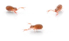 Chthonius tetrachelatus by (c) davidfdz_b82, some rights reserved (CC BY), uploaded by davidfdz_b82. Used under a CC-BY license.