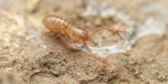 Chthonius tetrachelatus by (c) Evrytte Carlson, some rights reserved (CC BY), uploaded by Evrytte Carlson. Used under a CC-BY license.