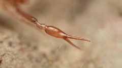 Chthonius tetrachelatus by (c) Evrytte Carlson, some rights reserved (CC BY), uploaded by Evrytte Carlson. Used under a CC-BY license.
