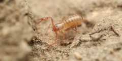 Chthonius tetrachelatus by (c) Evrytte Carlson, some rights reserved (CC BY), uploaded by Evrytte Carlson. Used under a CC-BY license.