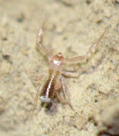 Chthoniidae by (c) 
Prado GC, Viana ACM, Milko DA, Ferreira RL (2021) Chthonius kirghisicus (Pseudoscorpiones, Chthoniidae), a new cave-dwelling species from Kyrgyzstan. Subterranean Biology 40: 27-41., some rights reserved (CC BY). Used under a CC-BY license.