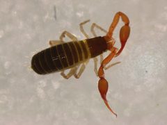 Neobisiidae by (c) Donald Hobern, some rights reserved (CC BY). Used under a CC-BY license.