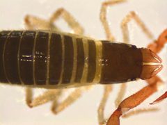 Neobisiidae by (c) Donald Hobern, some rights reserved (CC BY). Used under a CC-BY license.