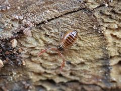 Neobisiidae by (c) Wolfgang Jauch, some rights reserved (CC BY), uploaded by Wolfgang Jauch. Used under a CC-BY license.