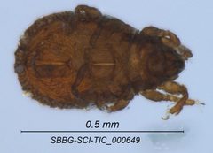 Cymbaeremaeidae by (c) Casey H. Richart, some rights reserved (CC BY), uploaded by Casey H. Richart. Used under a CC-BY license.