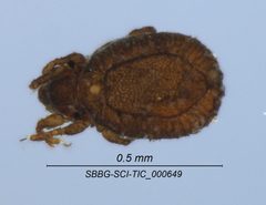 Cymbaeremaeidae by (c) Casey H. Richart, some rights reserved (CC BY), uploaded by Casey H. Richart. Used under a CC-BY license.