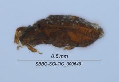 Cymbaeremaeidae by (c) Casey H. Richart, some rights reserved (CC BY), uploaded by Casey H. Richart. Used under a CC-BY license.