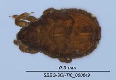 Cymbaeremaeidae by (c) Casey H. Richart, some rights reserved (CC BY), uploaded by Casey H. Richart. Used under a CC-BY license.