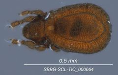 Cymbaeremaeidae by (c) Casey H. Richart, some rights reserved (CC BY), uploaded by Casey H. Richart. Used under a CC-BY license.