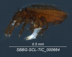 Cymbaeremaeidae by (c) Casey H. Richart, some rights reserved (CC BY), uploaded by Casey H. Richart. Used under a CC-BY license.