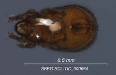 Cymbaeremaeidae by (c) Casey H. Richart, some rights reserved (CC BY), uploaded by Casey H. Richart. Used under a CC-BY license.