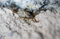 Gertschius agilis by (c) Jeremiah Degenhardt, some rights reserved (CC BY), uploaded by Jeremiah Degenhardt. Used under a CC-BY license.