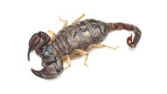 Uroctonus mordax by (c) Evrytte Carlson, some rights reserved (CC BY), uploaded by Evrytte Carlson. Used under a CC-BY license.