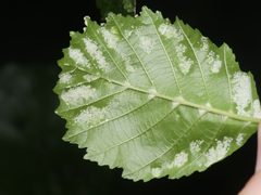 Acalitus brevitarsus by (c) Alexis Tinker-Tsavalas, some rights reserved (CC BY), uploaded by Alexis Tinker-Tsavalas. Used under a CC-BY license.