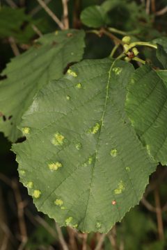 Acalitus brevitarsus by no rights reserved, uploaded by Stephen James McWilliam. Used under a CC0 license.