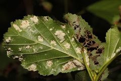 Acalitus brevitarsus by no rights reserved, uploaded by Stephen James McWilliam. Used under a CC0 license.