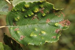 Acalitus brevitarsus by no rights reserved, uploaded by Stephen James McWilliam. Used under a CC0 license.