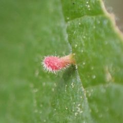 Eriophyes emarginatae by (c) giantcicada, some rights reserved (CC BY), uploaded by giantcicada. Used under a CC-BY license.