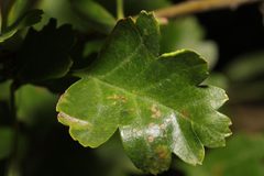 Phyllocoptes by no rights reserved, uploaded by Stephen James McWilliam. Used under a CC0 license.