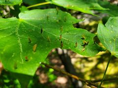 Vasates aceriscrumena by (c) Zachary Wimberly, some rights reserved (CC BY), uploaded by Zachary Wimberly. Used under a CC-BY license.