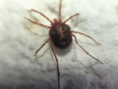 Erythraeus by (c) Valentin Moser, some rights reserved (CC BY), uploaded by Valentin Moser. Used under a CC-BY license.