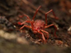 Erythraeus by (c) Alexis Tinker-Tsavalas, some rights reserved (CC BY), uploaded by Alexis Tinker-Tsavalas. Used under a CC-BY license.