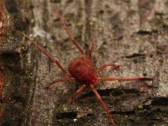 Erythraeus by (c) Alexis Tinker-Tsavalas, some rights reserved (CC BY), uploaded by Alexis Tinker-Tsavalas. Used under a CC-BY license.