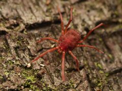 Erythraeus by (c) Alexis Tinker-Tsavalas, some rights reserved (CC BY), uploaded by Alexis Tinker-Tsavalas. Used under a CC-BY license.