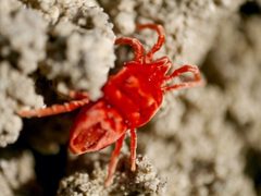 Eutrombidium by (c) Roman, some rights reserved (CC BY), uploaded by Roman. Used under a CC-BY license.